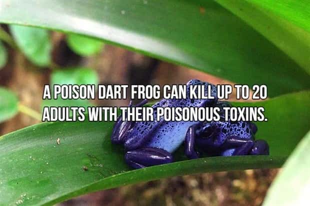 Bone Chilling Facts About Apex Predators (18 photos)