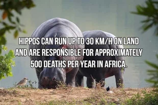 Bone Chilling Facts About Apex Predators (18 photos)