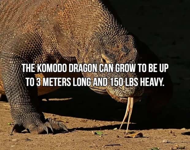 Bone Chilling Facts About Apex Predators (18 photos)