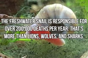 Bone-Chilling Facts About Apex Predators (18 photos)