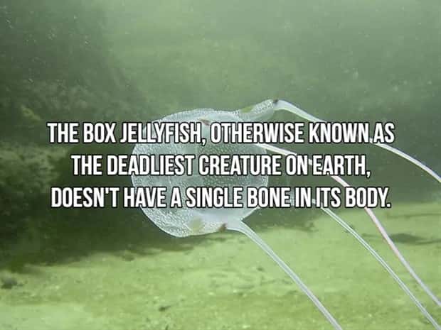 Bone Chilling Facts About Apex Predators (18 photos)