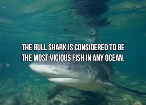 Bone Chilling Facts About Apex Predators (18 photos)