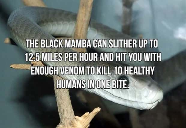 Bone Chilling Facts About Apex Predators (18 photos)