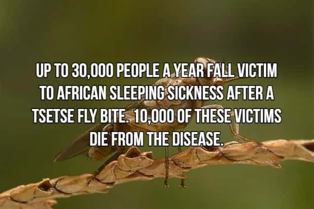 Bone Chilling Facts About Apex Predators (18 photos)