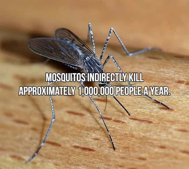 Bone Chilling Facts About Apex Predators (18 photos)