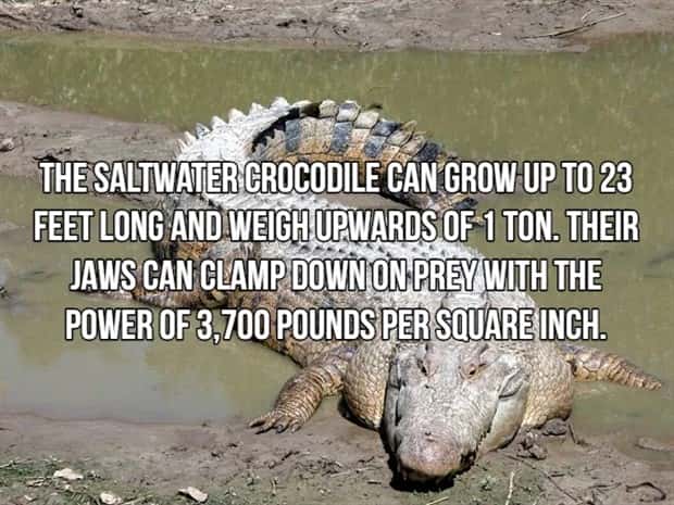 Bone Chilling Facts About Apex Predators (18 photos)