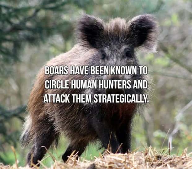 Bone Chilling Facts About Apex Predators (18 photos)