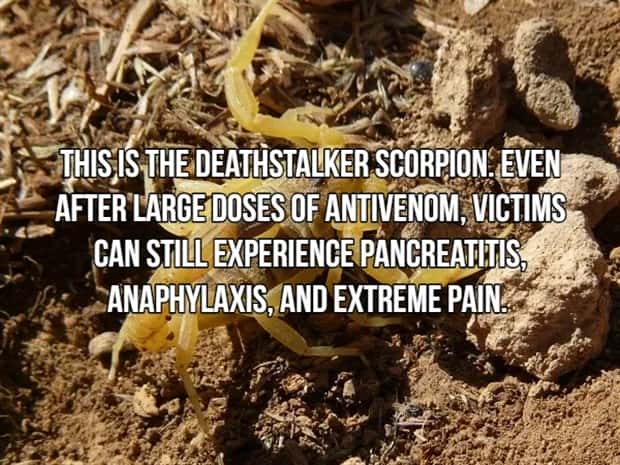 Bone Chilling Facts About Apex Predators (18 photos)