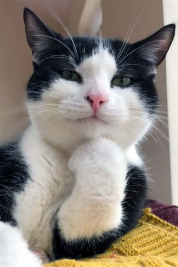 Get Ready for Funny Animals #432 (23 photos)