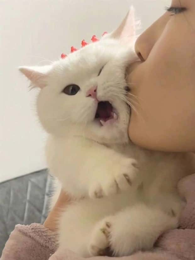 Get Ready for Funny Animals #433 (24 photos)