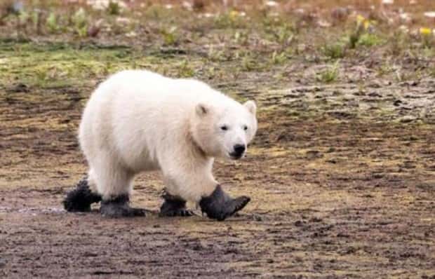 Get Ready for Funny Animals #435 (19 photos)