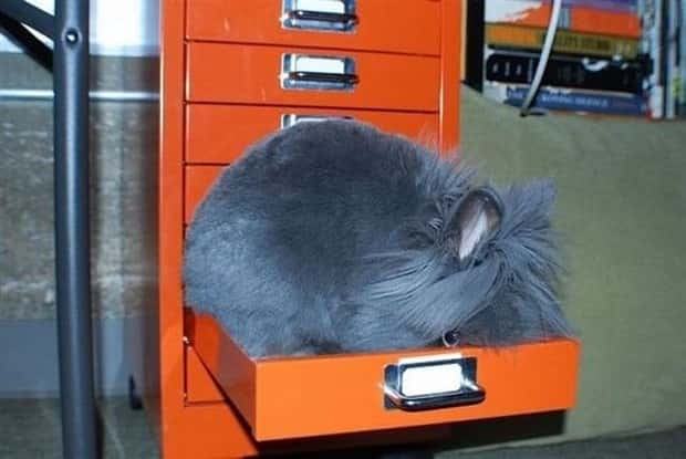 Get Ready for Funny Animals #432 (20 photos)