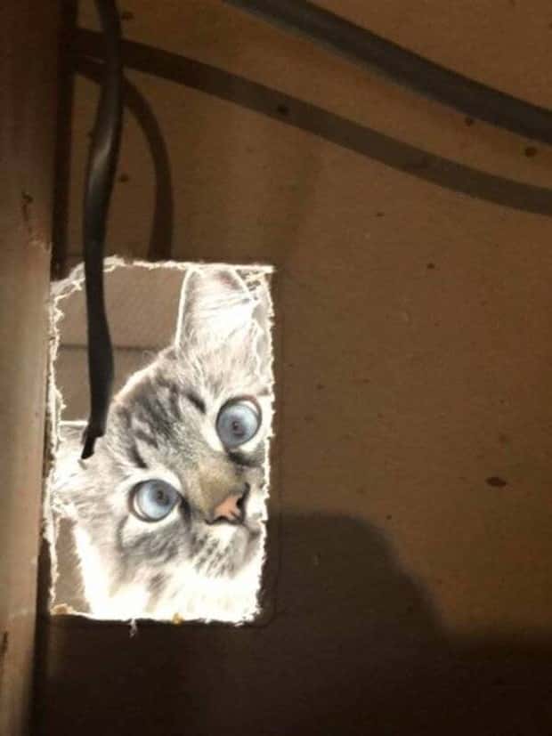 Get Ready for Funny Animals #434 (20 photos)