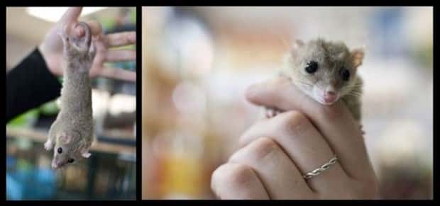 Get Ready for Funny Animals #432 (20 photos)