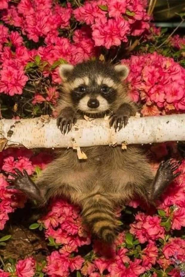 Get Ready for Funny Animals #434 (20 photos)
