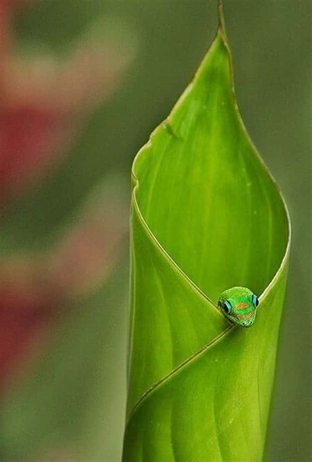 Get Ready for Funny Animals #432 (20 photos)