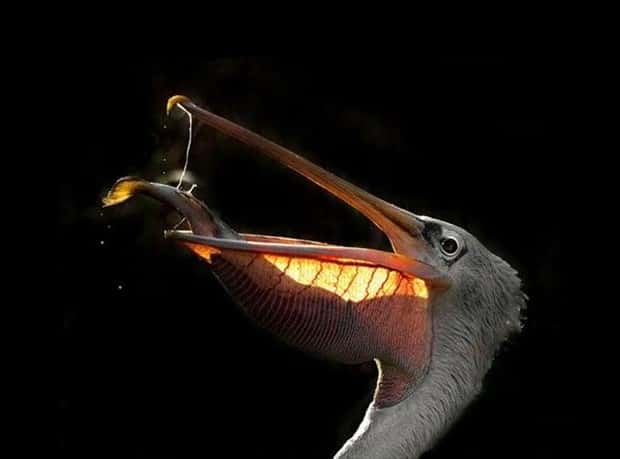 Get Ready for Funny Animals #432 (23 photos)