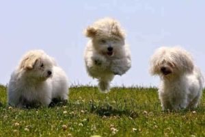 Get Ready for Funny Animals #433 (24 photos)