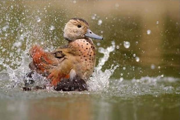 Get Ready for Funny Animals #432 (23 photos)