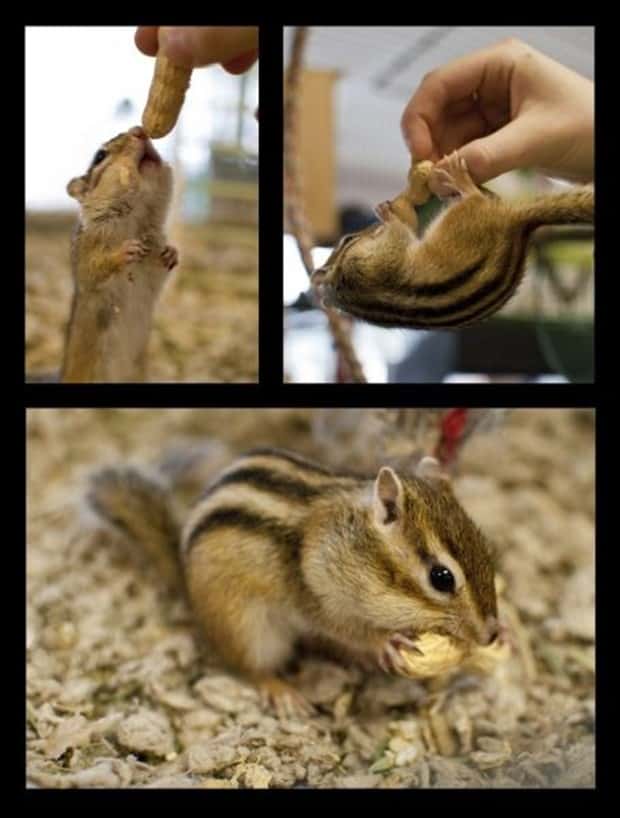 Get Ready for Funny Animals #432 (20 photos)