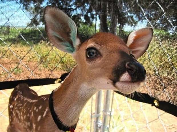 Get Ready for Funny Animals #433 (24 photos)