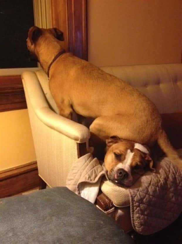 Get Ready for Funny Animals #434 (20 photos)