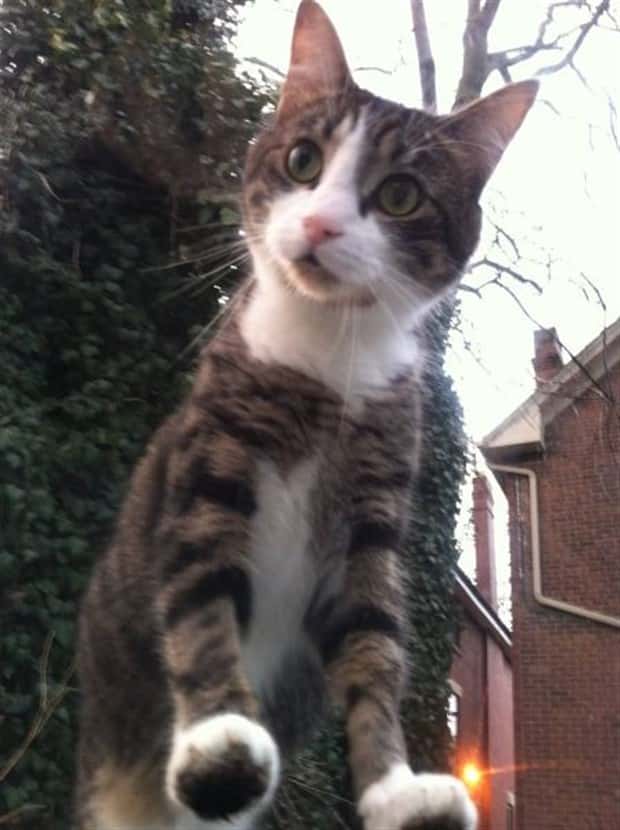 Get Ready for Funny Animals #432 (20 photos)