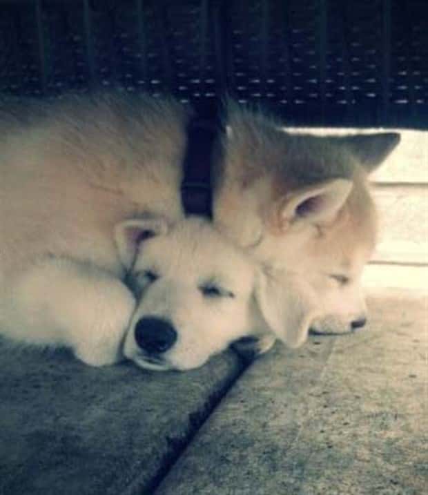 Get Ready for Funny Animals #432 (23 photos)