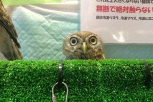 Get Ready for Funny Animals #434 (20 photos)