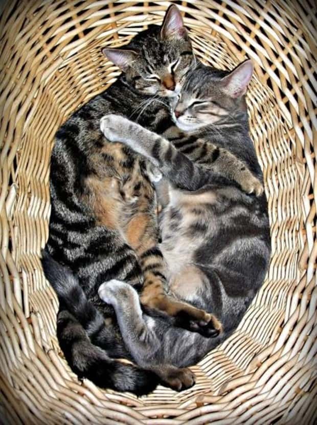 Get Ready for Funny Animals #432 (20 photos)