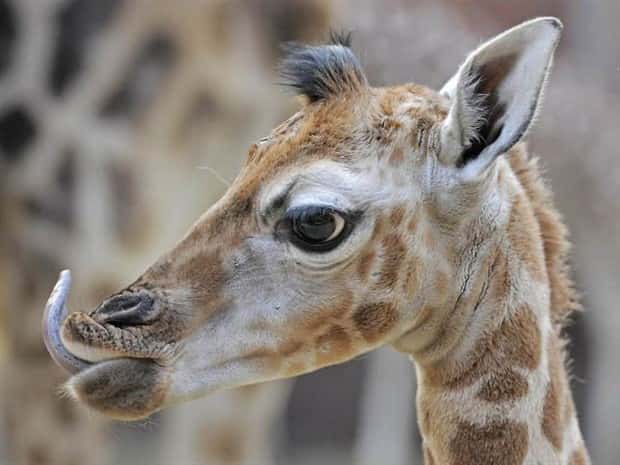 Get Ready for Funny Animals #432 (23 photos)