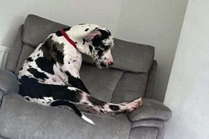 Get Ready for Funny Animals #432 (20 photos)