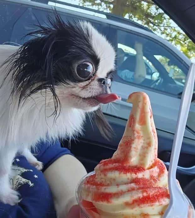 Get Ready for Funny Animals #435 (19 photos)