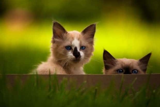 Get Ready for Funny Animals #432 (23 photos)