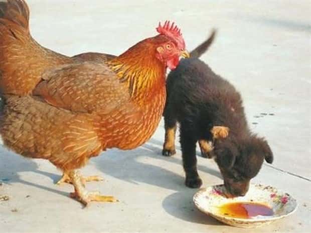 Get Ready for Funny Animals #432 (20 photos)