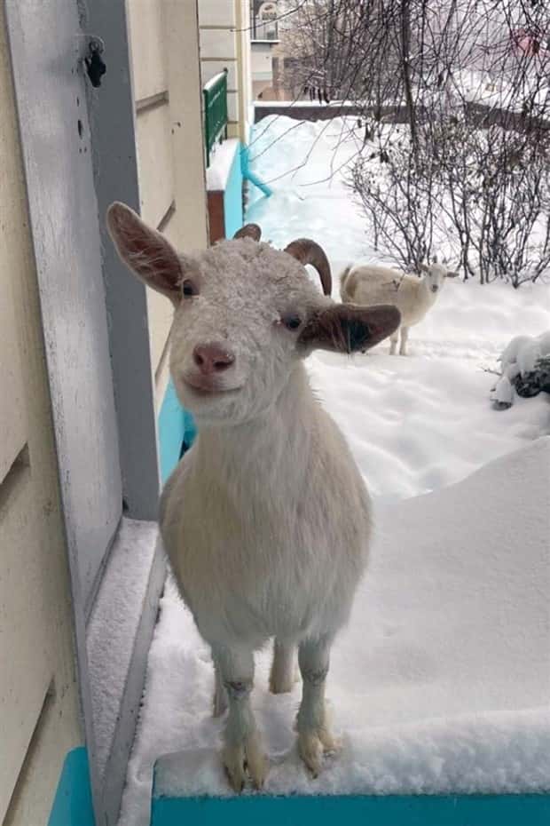 Get Ready for Funny Animals #433 (24 photos)