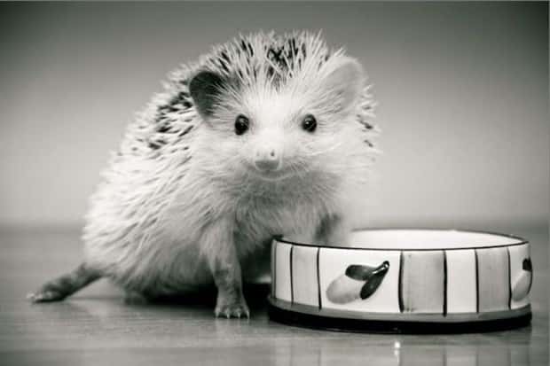 Get Ready for Funny Animals #432 (20 photos)