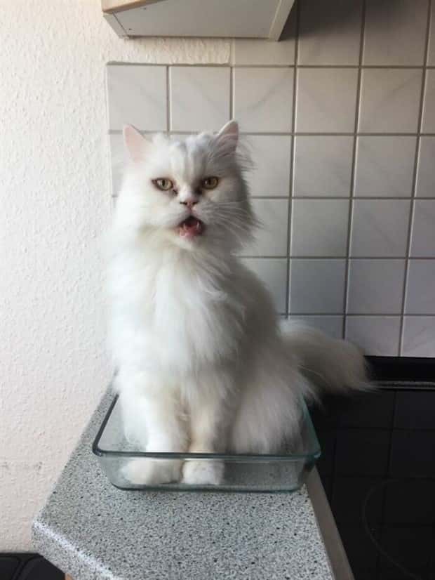 Get Ready for Funny Animals #433 (24 photos)