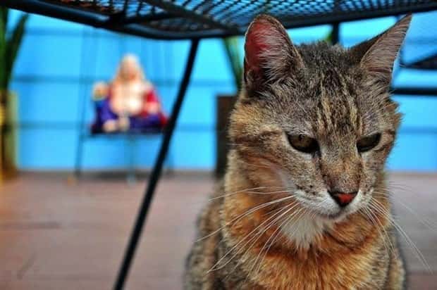 Get Ready for Funny Animals #433 (24 photos)