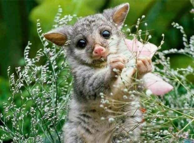 Get Ready for Funny Animals #432 (23 photos)