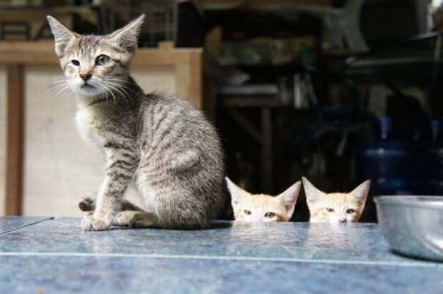 Get Ready for Funny Animals #433 (24 photos)