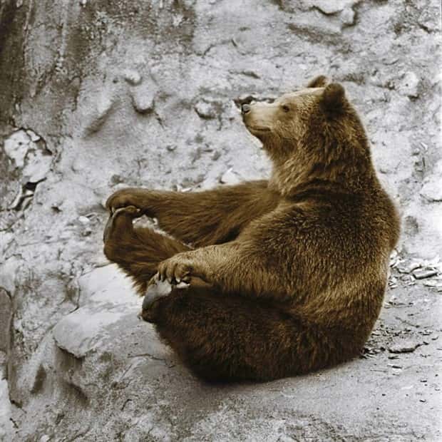 Get Ready for Funny Animals #433 (24 photos)