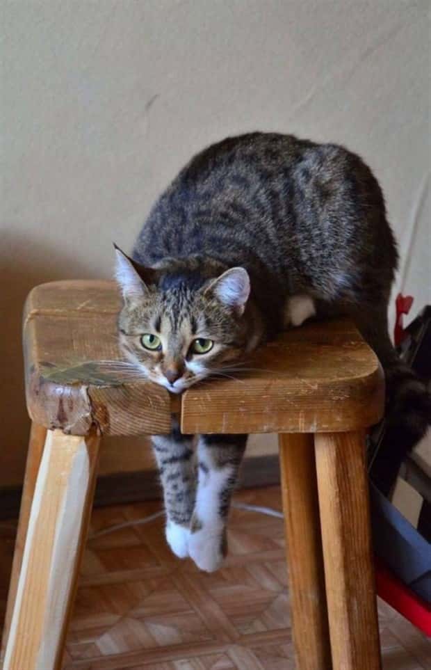 Get Ready for Funny Animals #434 (20 photos)