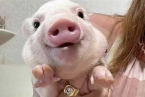 Get Ready for Funny Animals #432 (23 photos)