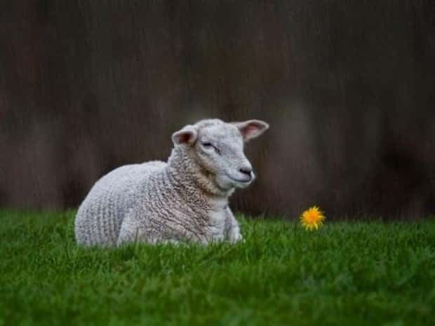 Get Ready for Funny Animals #433 (24 photos)