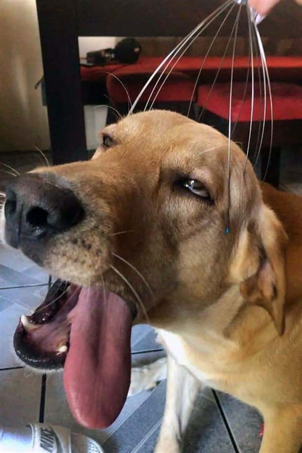 Get Ready for Funny Animals #434 (20 photos)