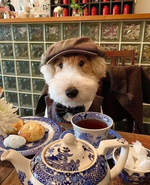 Get Ready for Funny Animals #435 (19 photos)