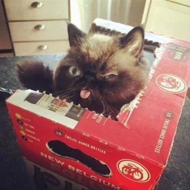 Get Ready for Funny Animals #434 (20 photos)