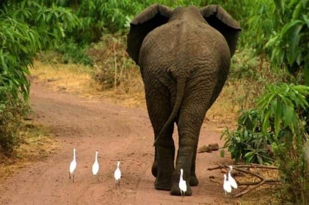 Get Ready for Funny Animals #432 (20 photos)