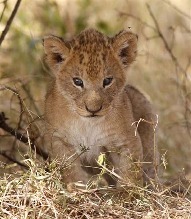 Get Ready for Funny Animals #432 (23 photos)